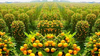 The Most Modern Agriculture Machines That Are At Another Level, How To Harvest Oranges  In Farm ▶2