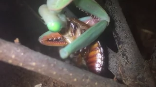 Adult Female Hierodula Majuscula Giant Rain Forest Mantis First Meal In 4 Weeks