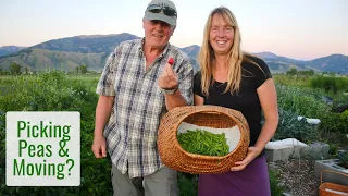 Picking Peas & Moving? Garden, Exhausting Heat, & General Summer Craziness on Our Little Homestead