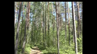 Как нейтрализовать человеческий запах при охоте на медведя, волка, кабана. Природный способ.