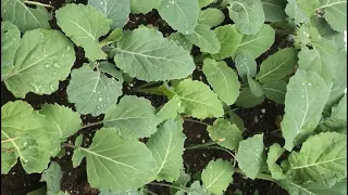 Kara lahana nasıl yetiştirilir / Lahana nezaman ekilir