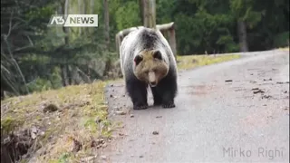 MOTOCICLISTA A TU PER TU CON L'ORSO