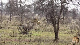 After Big Fight, A Hurt Casper The White Lion Back With His Brothers