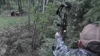 DEATH ROAR!!! Archery Bear Hunt