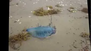 man o war jellyfish on south padre island