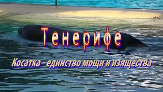 Тенерифе. Касатки-мощь и изящество. Orcas (killer whales),  the unity of the powerful and elegant