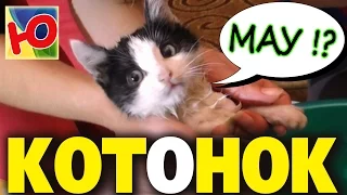 Как правильно купать котенка Макс и Вовка нашли питомца Max and Vova found the kitten