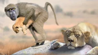 Baboons Steal Lion Cubs