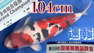 【速報2023年愛鱗会国際錦鯉品評会】全体総合優勝 三色7歳104cm阪井養魚場産