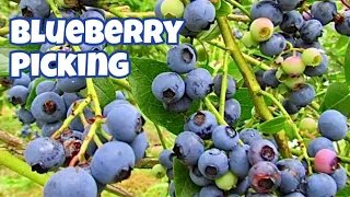 Supporting Local Farms: Blueberry Picking With Kids