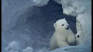 Polar Bears International's maternal den study in Svalbard