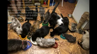 Подарки животным в приюте Dari dobro от Лавки квестов Novosibirsk