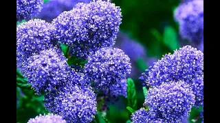 Fantastically beautiful shrub. Sea of fragrant blue flowers