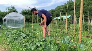 Coltivare le zucchine con successo: primo raccolto 4kg