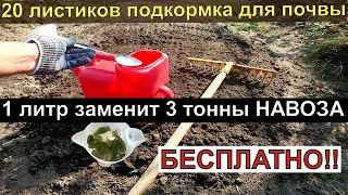 20 листков... Подкормка для почвы ГОРАЗДО БОГАЧЕ ЧЕМ НАВОЗ И БЕСПЛАТНО!  Пролейте этим землю осенью