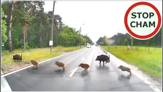 Uwaga! Zwierzęta na drodze #3 - [Nie dla wrażliwych +18]
