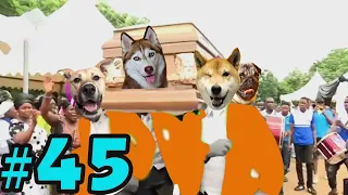 Dancing Funeral Coffin Meme - 🐶 Dogs and 😻 Cats Version #45