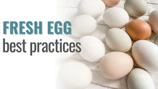 The Correct Way to Clean & Store Fresh Eggs