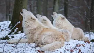 Arctic wolves singing! Beautiful