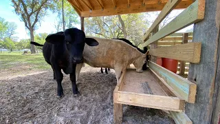 Building a wooden cow feeder, moving the cows to new pasture.