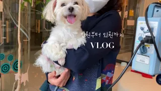 11 | 10살 강아지 하늘이 | 자궁축농증 | 췌장염 | 하사모의 삶 🐶🤎👩🏻