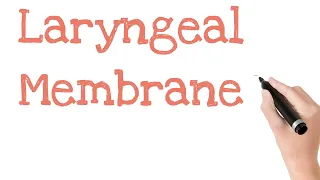 Membranes of larynx