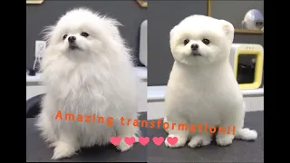 White Pomeranian - Amazing transformation in 2 hours!