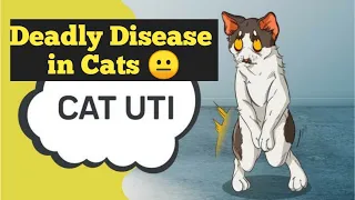 Urinantry Tract infection ( UTI ) In Cats | Cat UTI Causes & Symptoms & Treatment | CHUBBY MEOWS