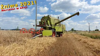 ✔Żniwa pszenżyta 2021!✔ / 🔥CLAAS Mercator 70🔥 & NH TS115 + Autosan