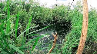 Ловля сазанов на ПАУК ПОДЪЁМНИК в закоряженном ручье, угадал на ход рыбы. Рыбалка 2021.