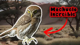 Mochuelo Patagón: Misterios Nocturnos en la Naturaleza | Documental de Animales