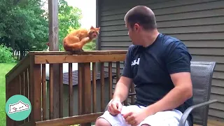 Guy Finds A Scared Cat in His Yard And Finally Earns His Trust | Cuddle Buddies