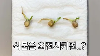 식물을 회전시키며 키우면 나타나는 놀라운 현상 ㄷㄷ