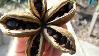 Древовидный пион из семян - просто, но долго