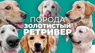 Все о породе ЗОЛОТИСТЫЙ РЕТРИВЕР 🐾 Плюсы и минусы, особенности воспитания, дрессировка, история 📚