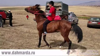 Скачки в ауле Коктюбе, под Курдаем, Казахстан