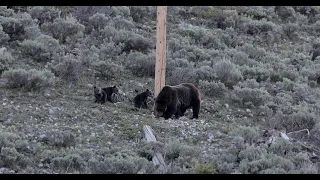 Wildlife Photography-Grizzly Bear & 3 Coy, Spring 2022-5K-Jackson Hole/Grand Teton Park/Yellowstone