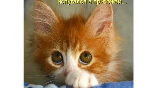 Смешные картинки про кошек и котят Выпуск №61  FUNNY CATS СМЕШНЫЕ КОШКИ