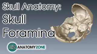 Foramina of the Skull | Skull Anatomy