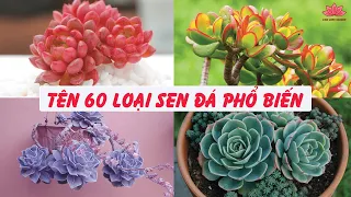 Succulents Name with Picture