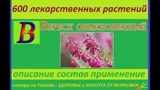 вереск обыкновенный 600 лекарственных растений