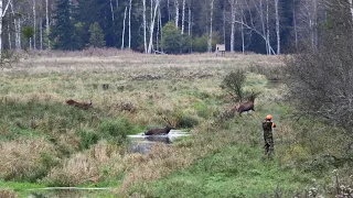 Охота в Беларуси. Загонная охота в Беловежской пуще