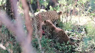 Cute 2 month old leopard cub does not want to share food with mom