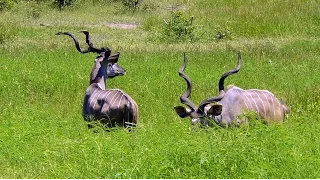 SOUTH AFRICA kudu antelope, Kruger national park (hd-video)