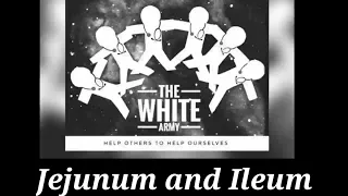 ANATOMY OF JEJUNUM AND ILEUM | THE WHITE ARMY