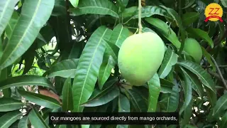 ZZ Mango | Buy Fresh Mangoes | Online Shopping Mango USA | Best Mangoes