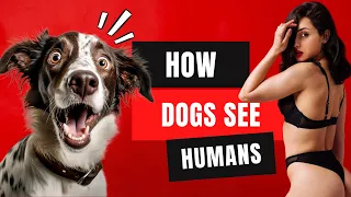 Do Dogs View Humans As Dogs?