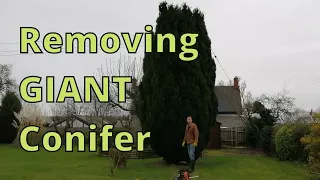 Removing a GIANT conifer.