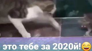 ЭТО ТЕБЕ ЗА 2020-й!😊Смешные видео с котами #shorts