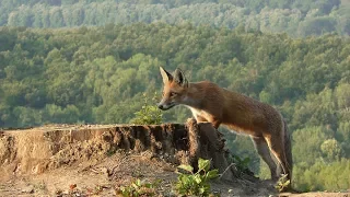 Kelet és nyugat magyar természetfilm